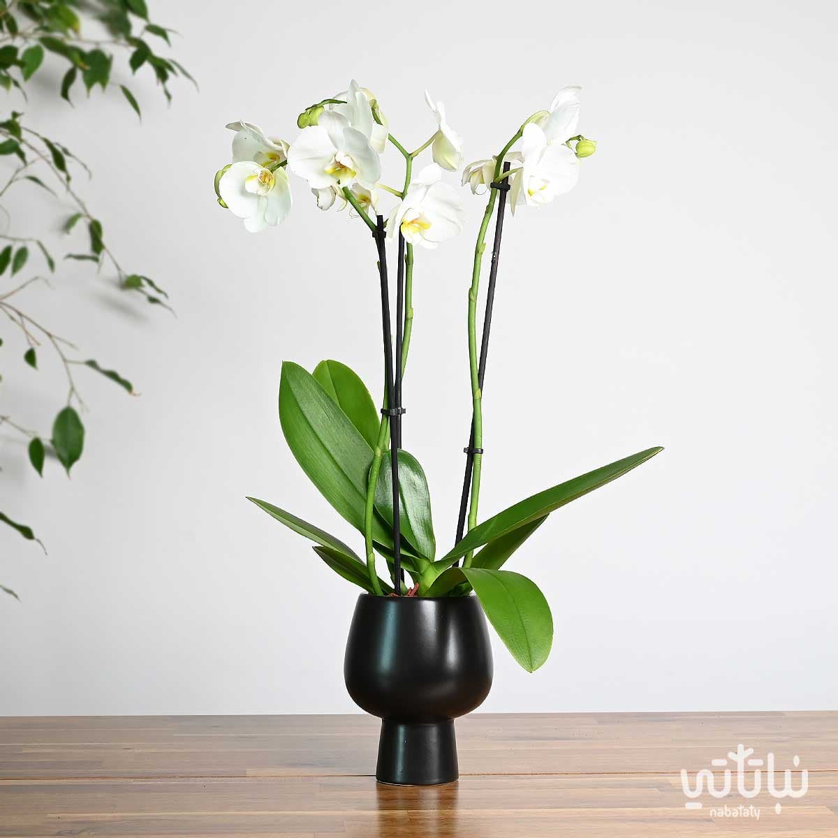 نبتة اوركيد ابيض  في اصيص سيراميك اسود