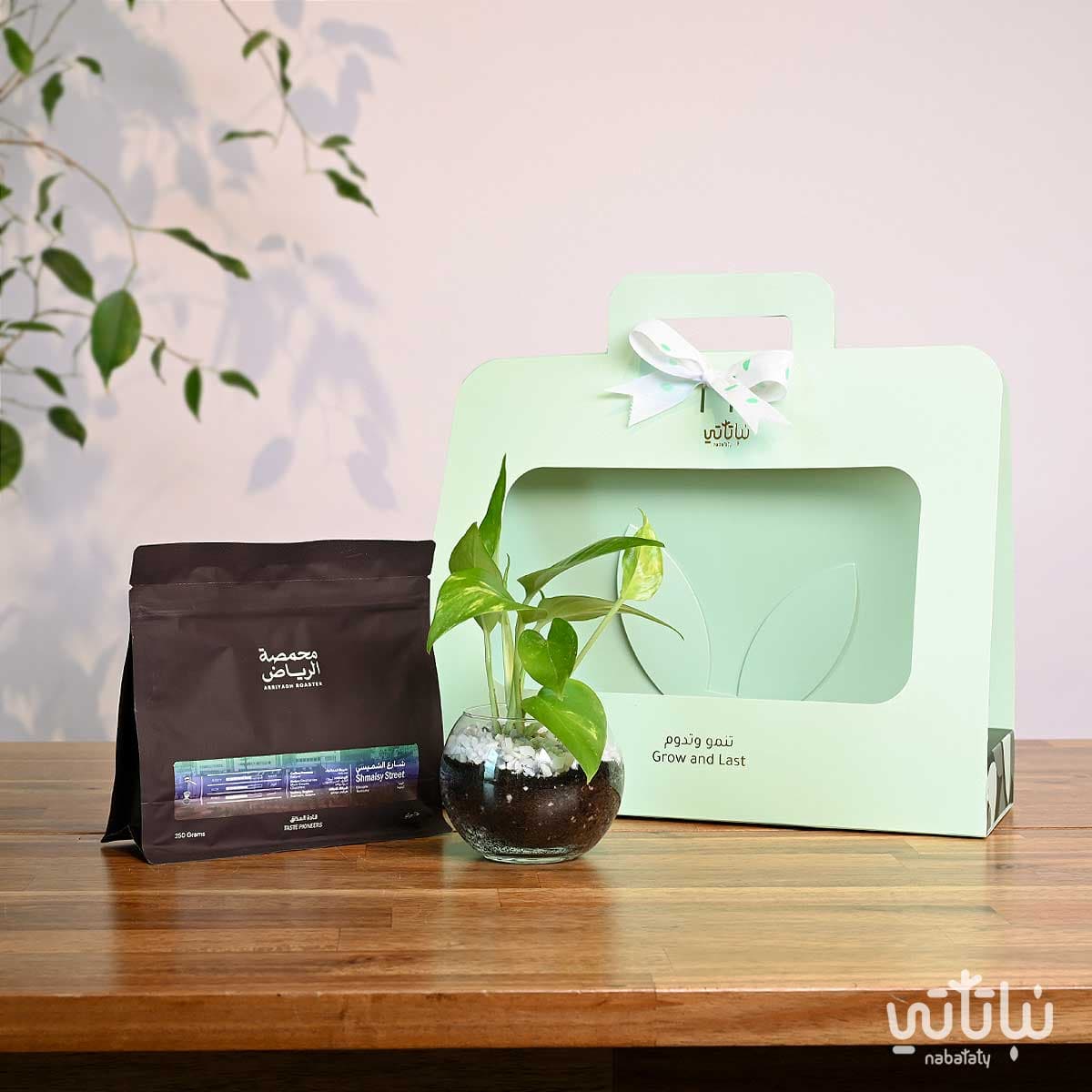 هدية نبتة البوتس اخضر فاتح مع قهوة شارع الشميسي أثيوبيا 1