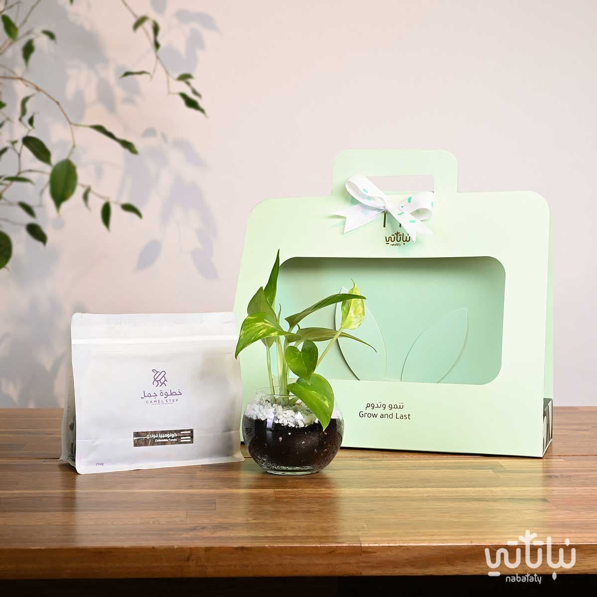 هدية نبتة البوتس اخضر فاتح مع قهوة كولومبيا فوندو 1