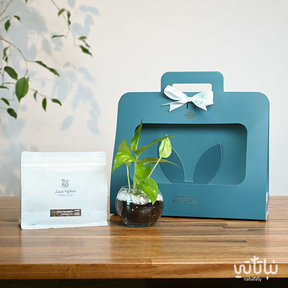 هدية نبتة البوتس ازرق مع قهوة كولومبيا فوندو