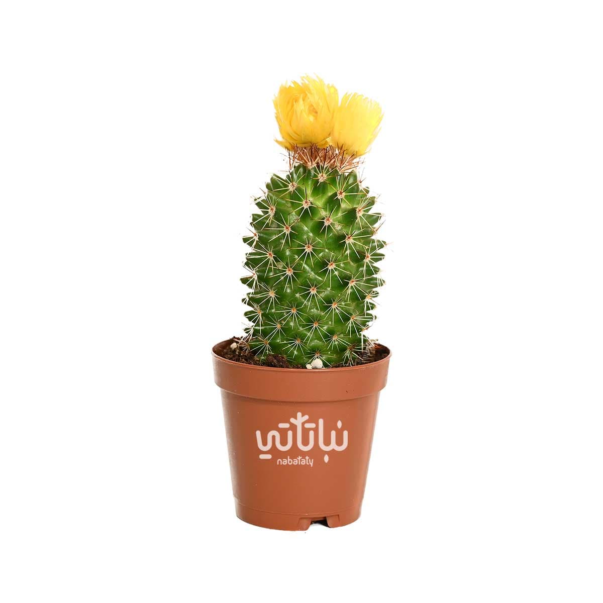 نبتة صبار صغير بورود صفراء