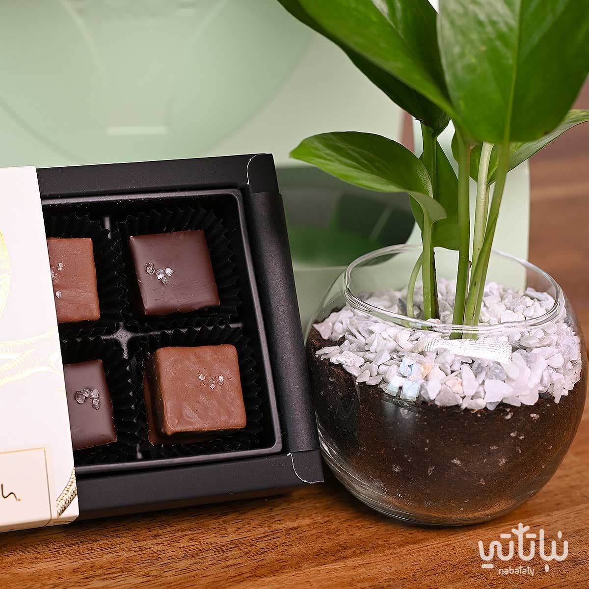 هدية نبتة البوتس مع تشوكلت أنوش 2