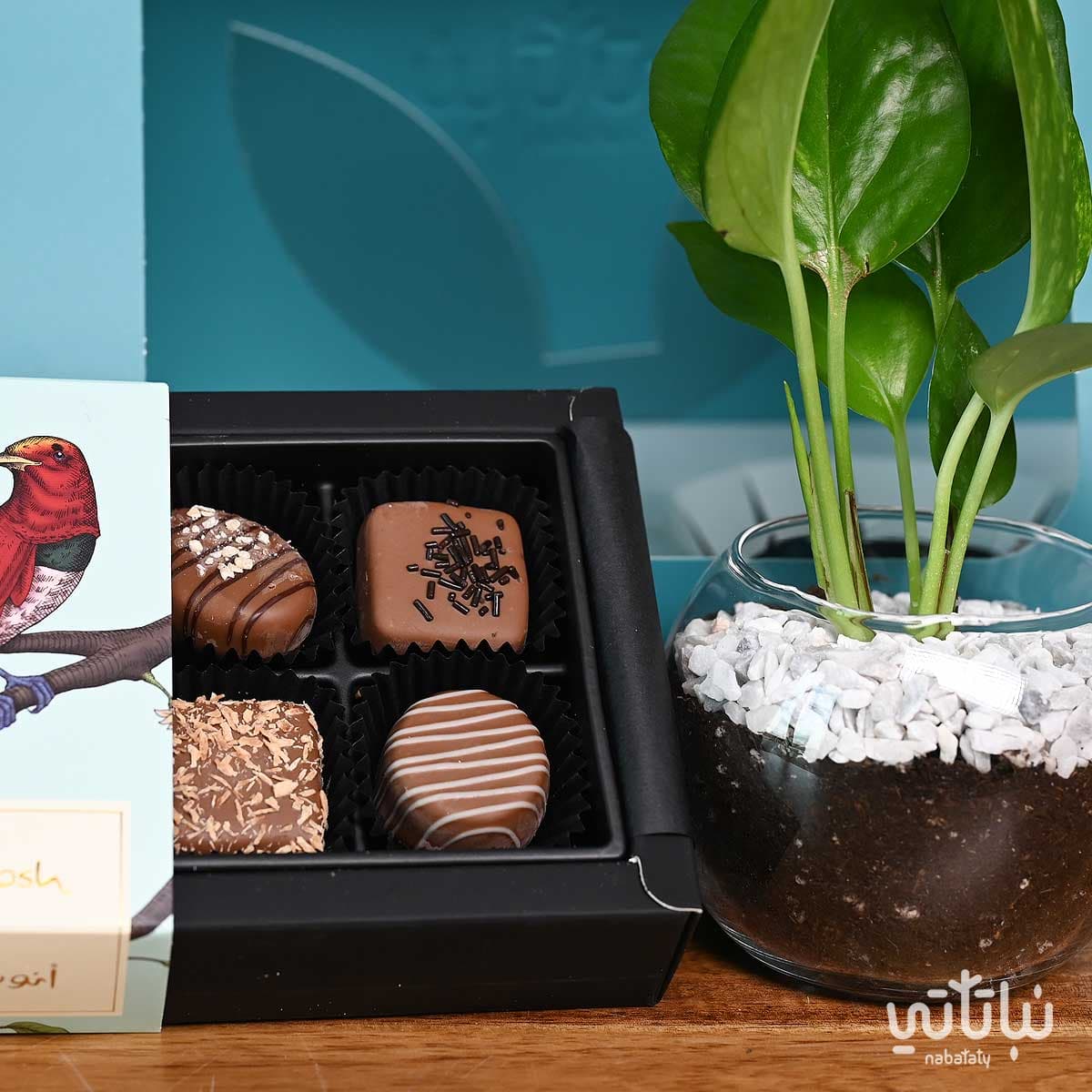 هدية نبتة البوتس مع تشوكلت أنوش 2