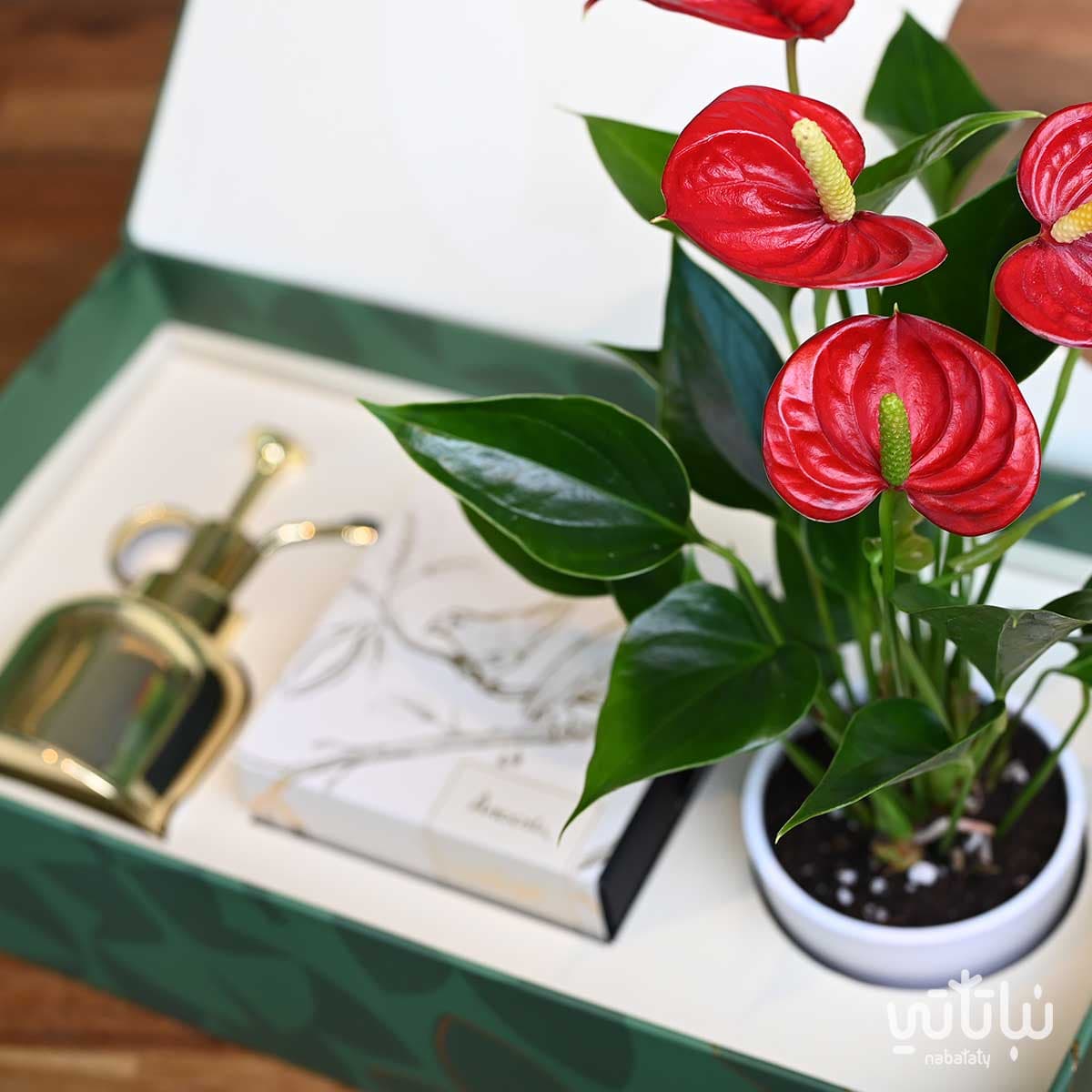 هدية نبتة الأنتوريوم مع تشوكلت أنوش ومرش ذهبي 2