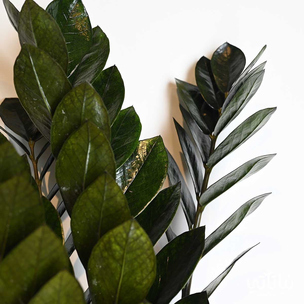 نبتة الزاميا السوداء كبيرة 2