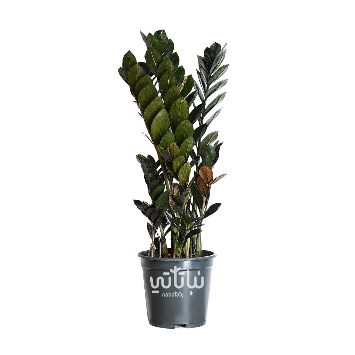 نبتة الزاميا السوداء كبيرة