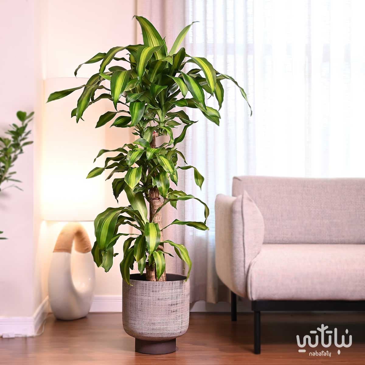 حوض اسمنتي رمادي 32 سم 3