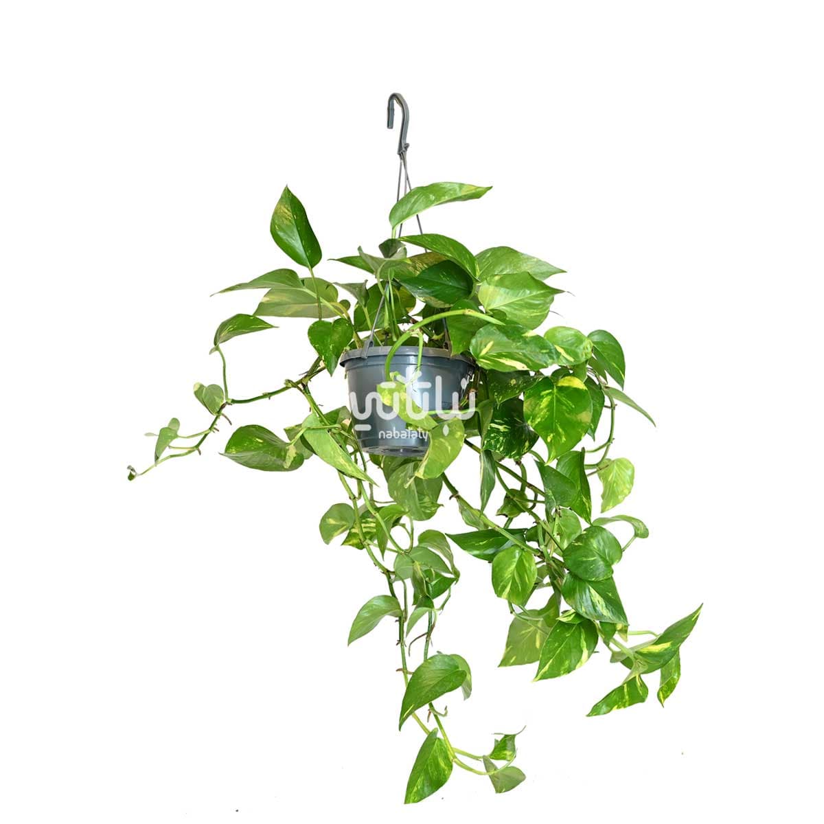 نبتة بوتس كثيفة في حوض معلق 1