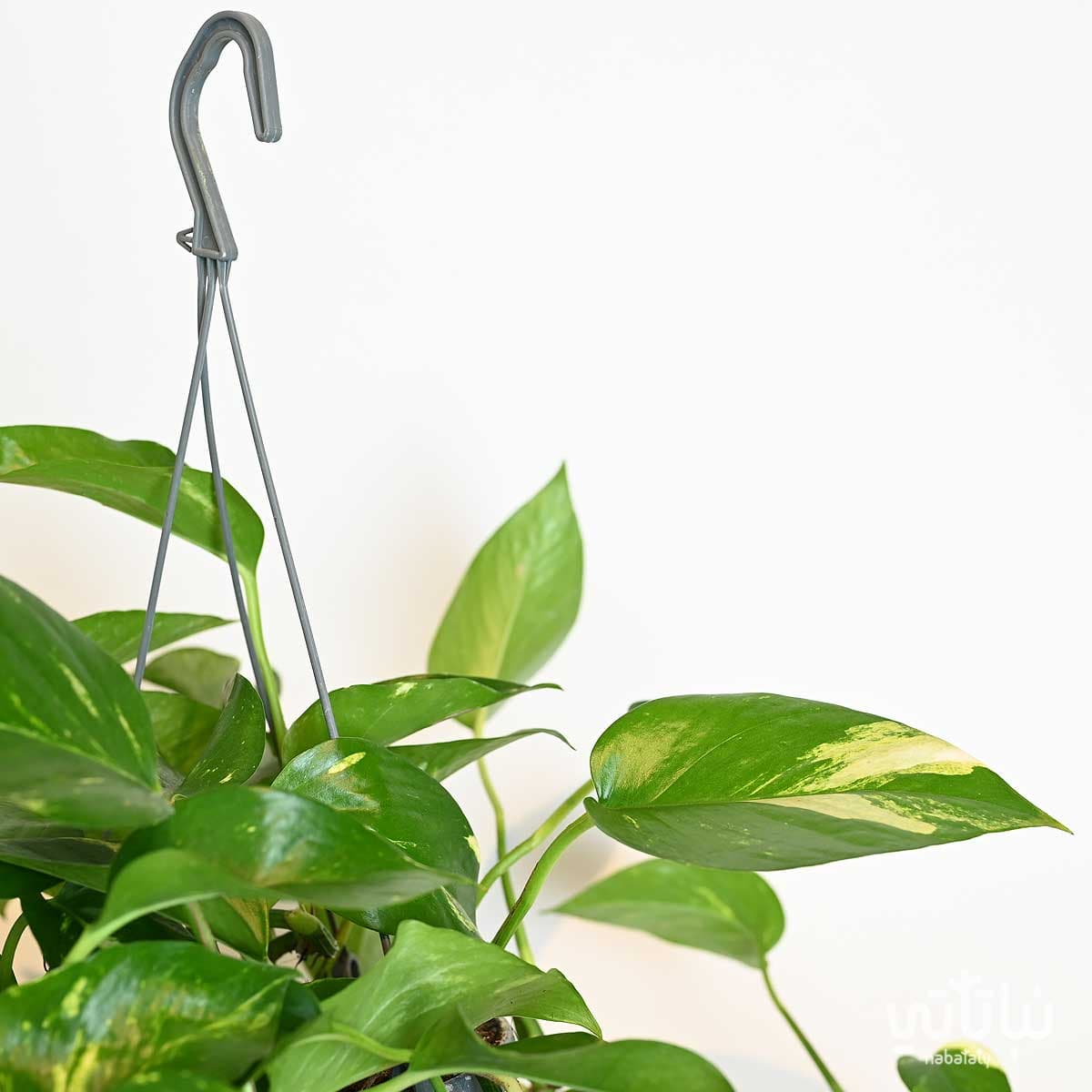 نبتة بوتس كثيفة في حوض معلق 2