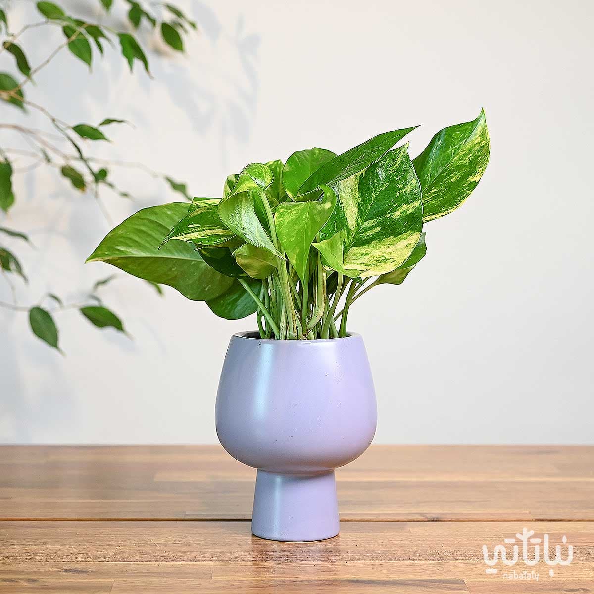 نبتة بوتس في اصيص سيراميك بنفسجي