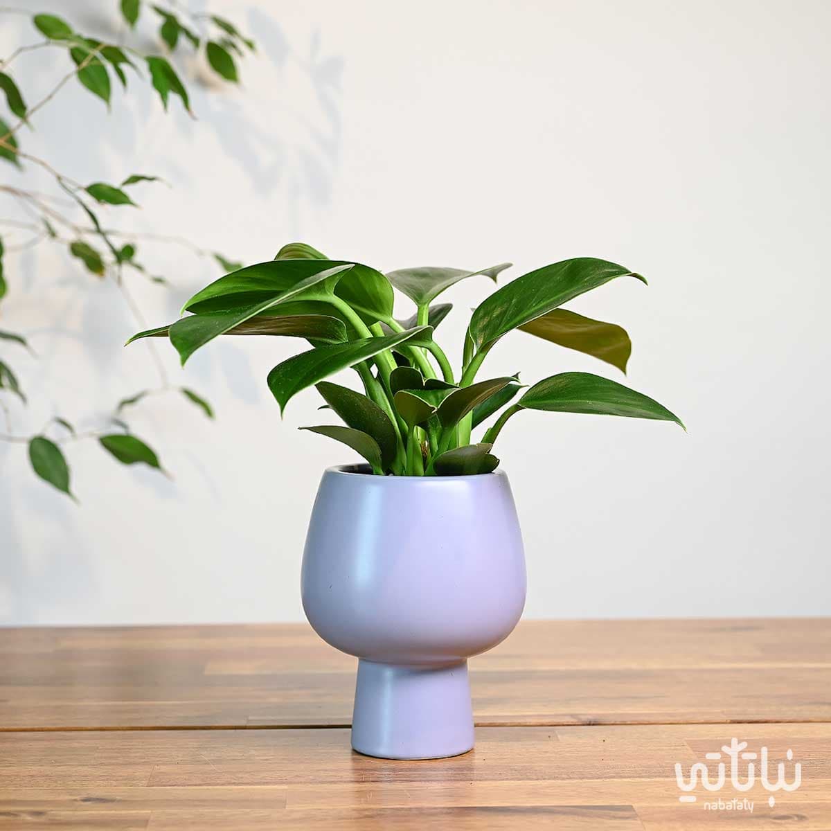 Princess green philodendron plant in a purple ceramic pot