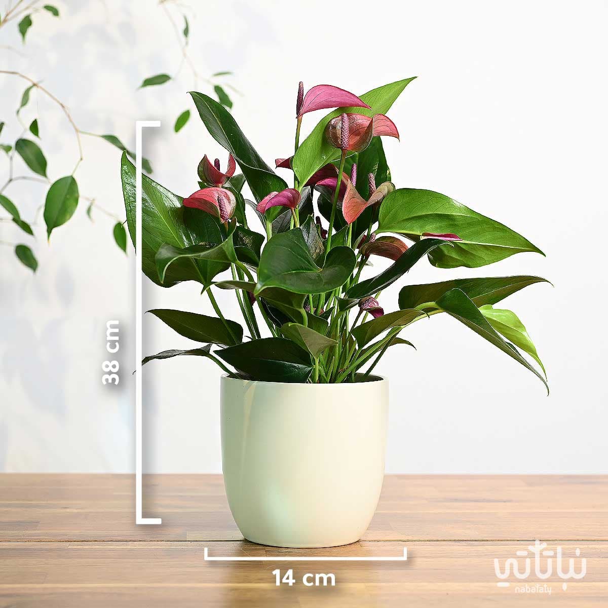 نبتة انتوريوم بنفسجي في اصيص سيراميك كريمي 3