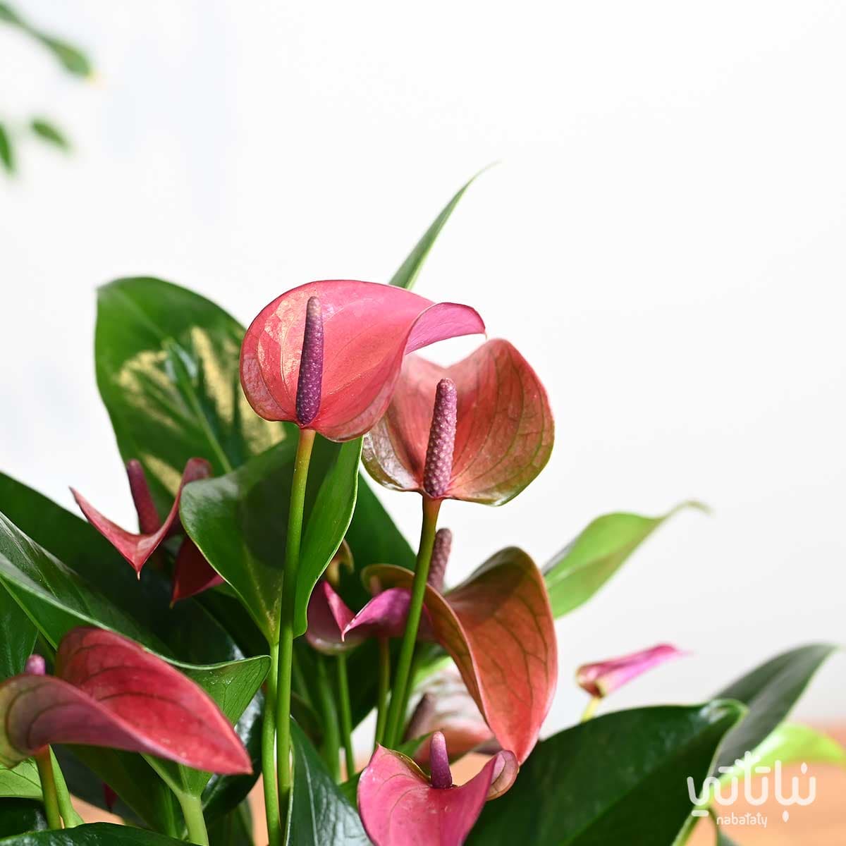 نبتة انتوريوم بنفسجي في اصيص سيراميك كريمي 2