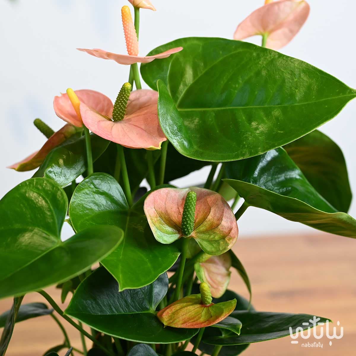 نبتة انتوريوم وردي فاتح صغير  في اصيص سيراميك ابيض 2