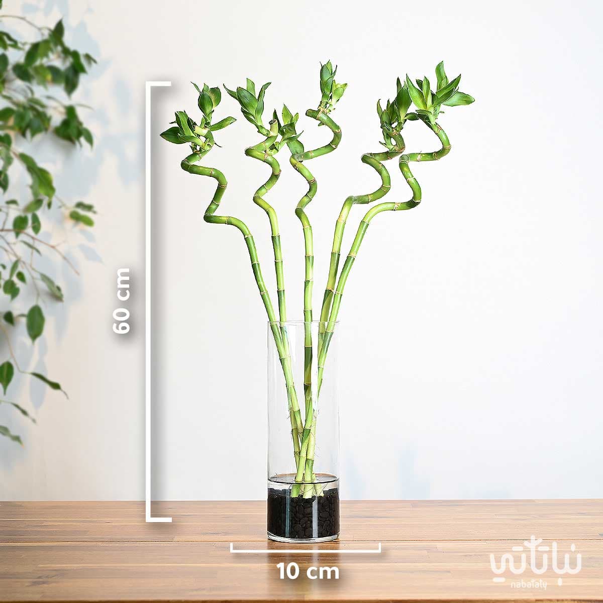 فازة نبتة البامبو 60 سم 2