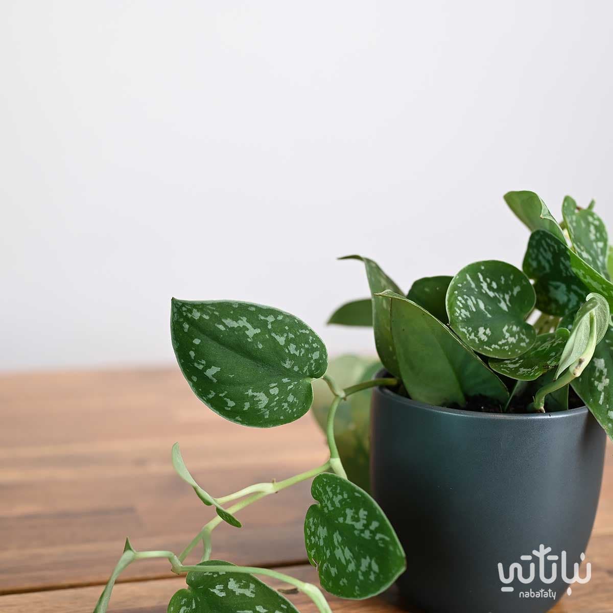 نبتة بوتس بيكتوس في اصيص سيراميك رمادي 3