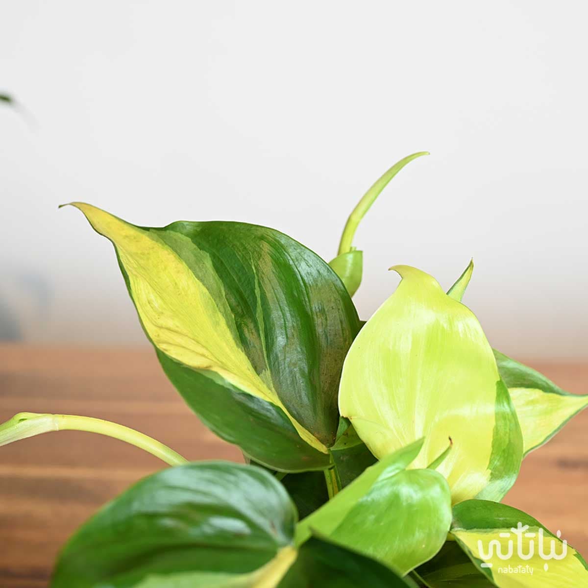 نبتة كرمة المحبوب برازيل في اصيص سيراميك اسود 3