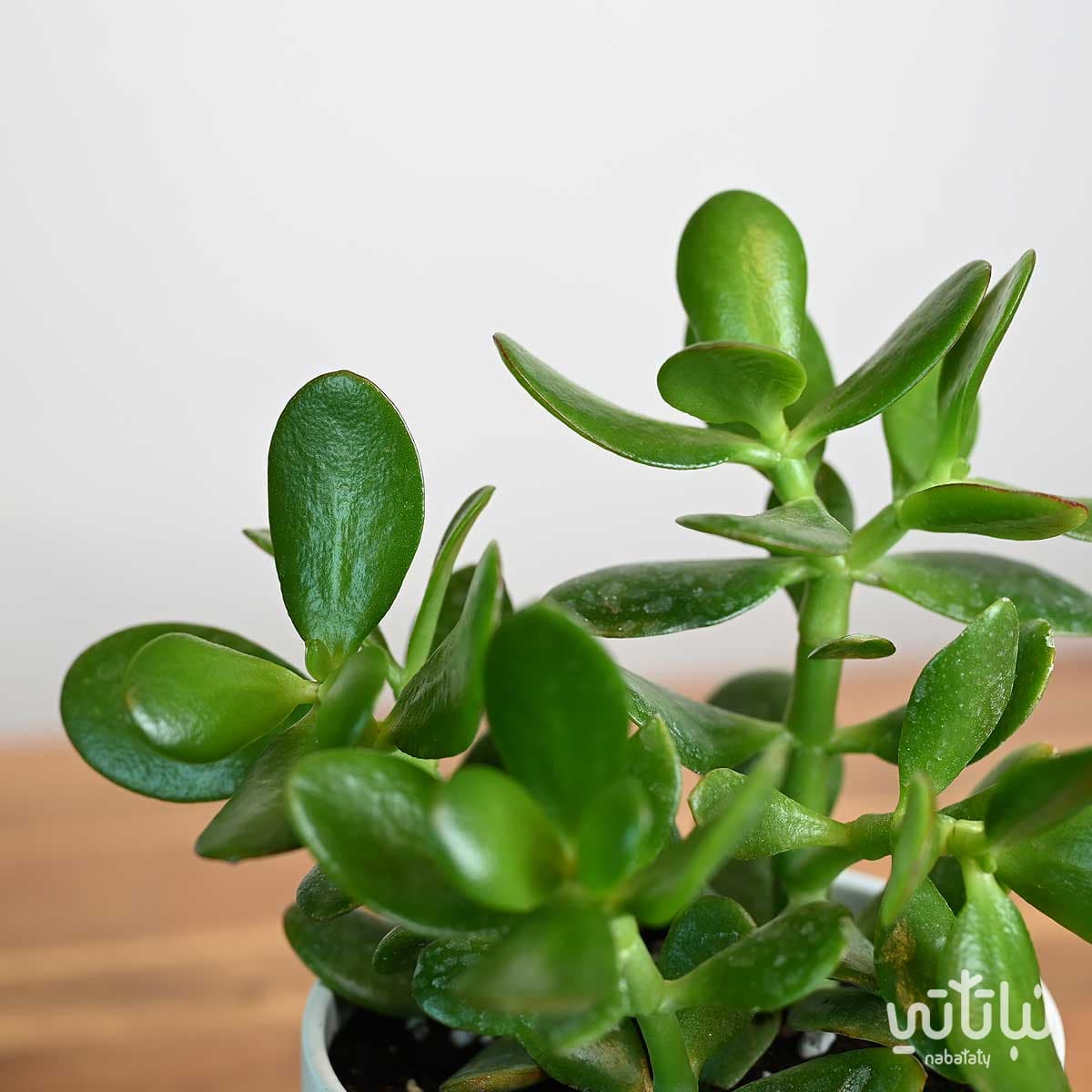 نبتة كراسولا في اصيص سيراميك ابيض 3