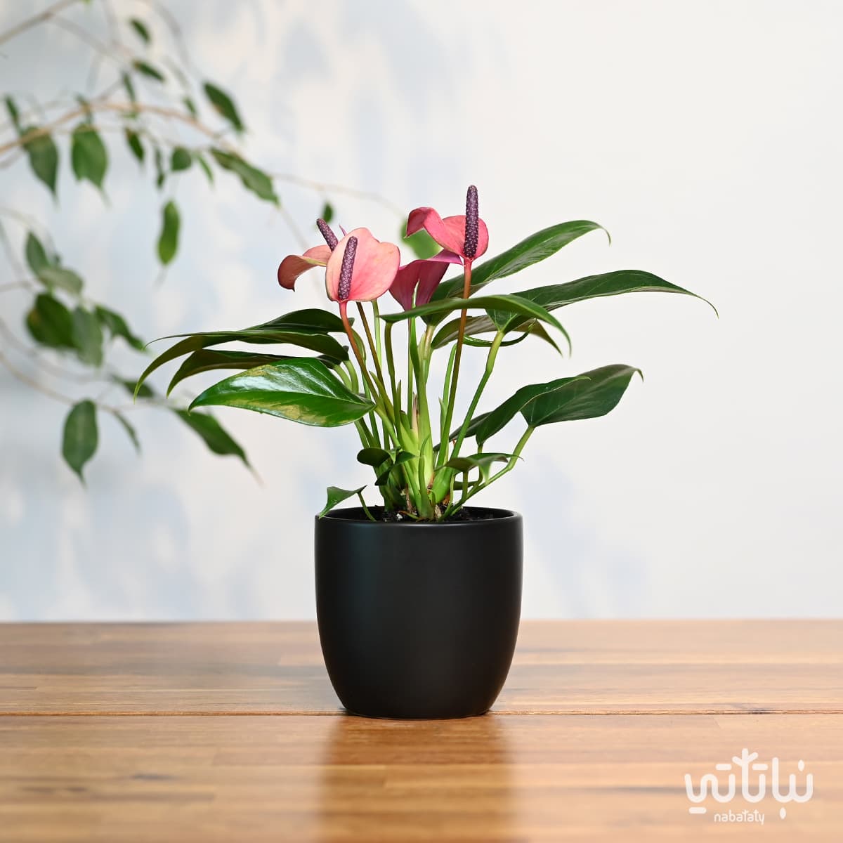 نبتة انتوريوم ازهار بنفسجية في اصيص سيراميك اسود