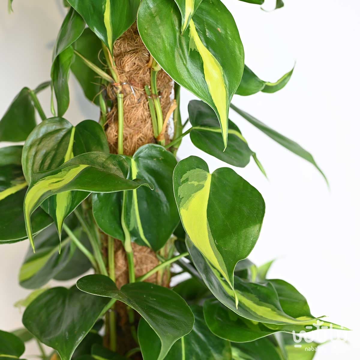 نبتة كرمة المحبوب برازيل متسلقة 50 سم 2