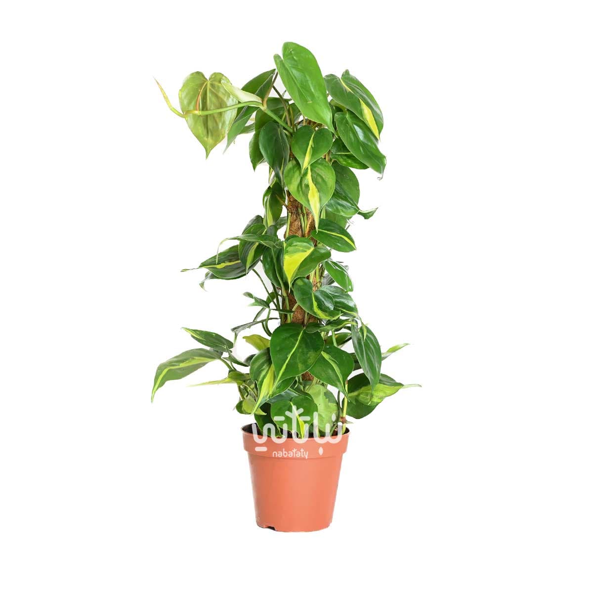 نبتة كرمة المحبوب برازيل متسلقة 50 سم 1