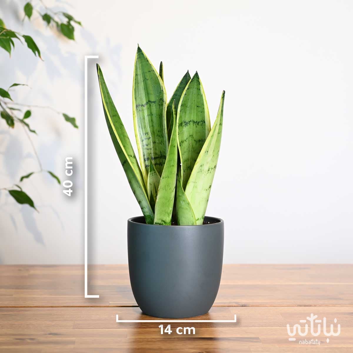 نبتة جلد النمر في اصيص سيراميك رمادي 3