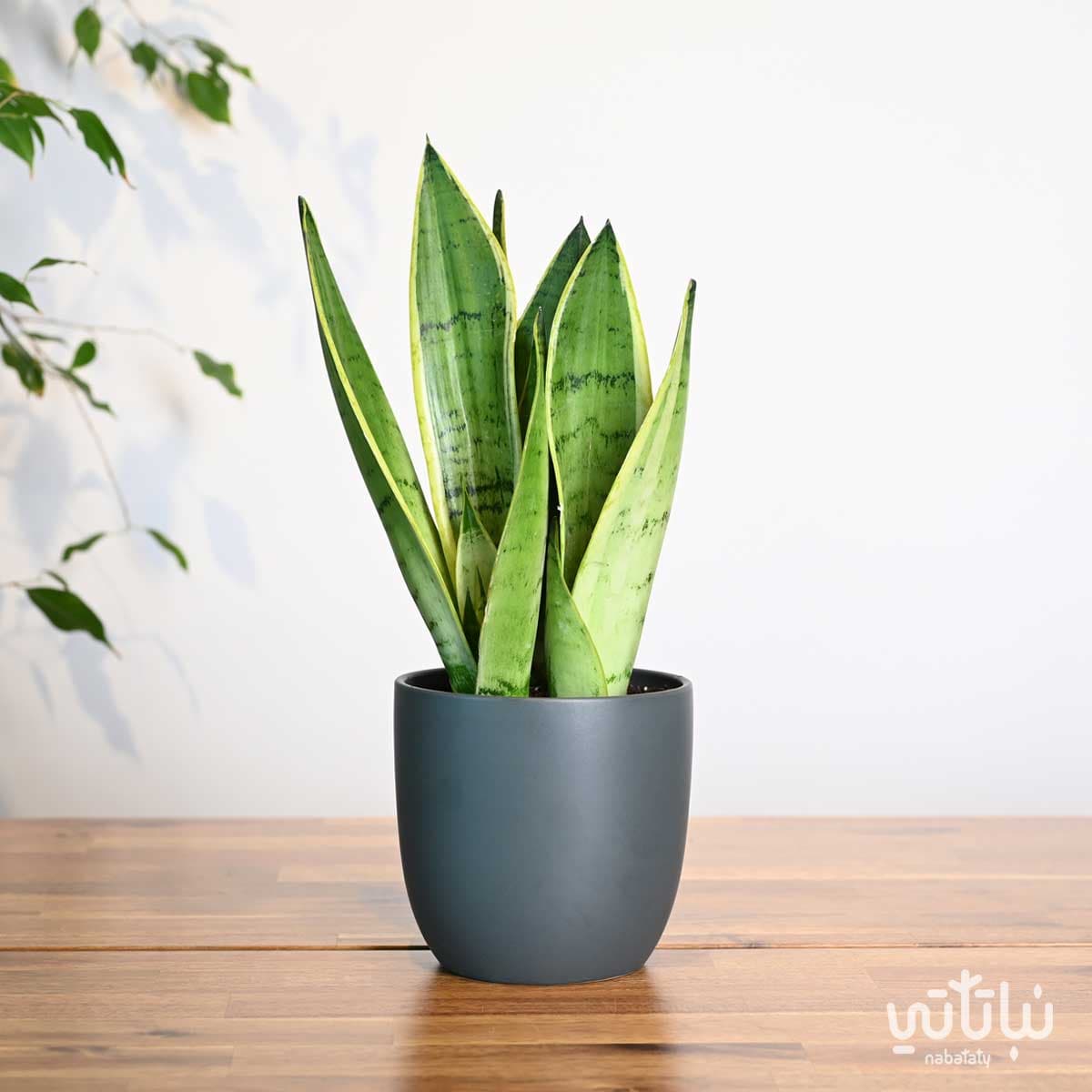 نبتة جلد النمر في اصيص سيراميك رمادي 1