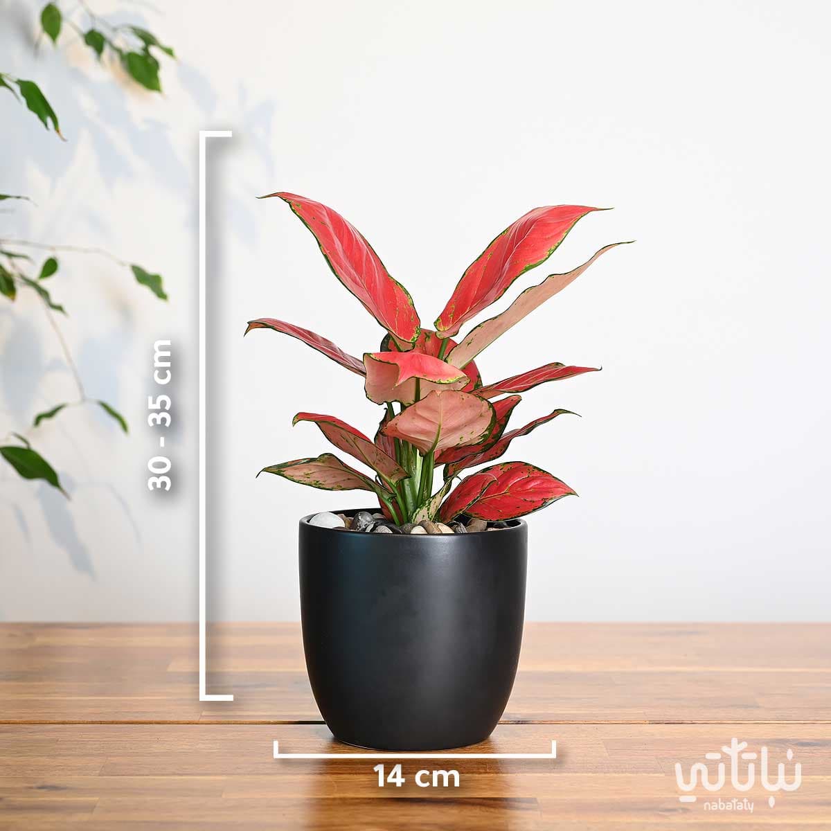 نبتة الاجلونيما الحمراء في اصيص سيراميك اسود 3