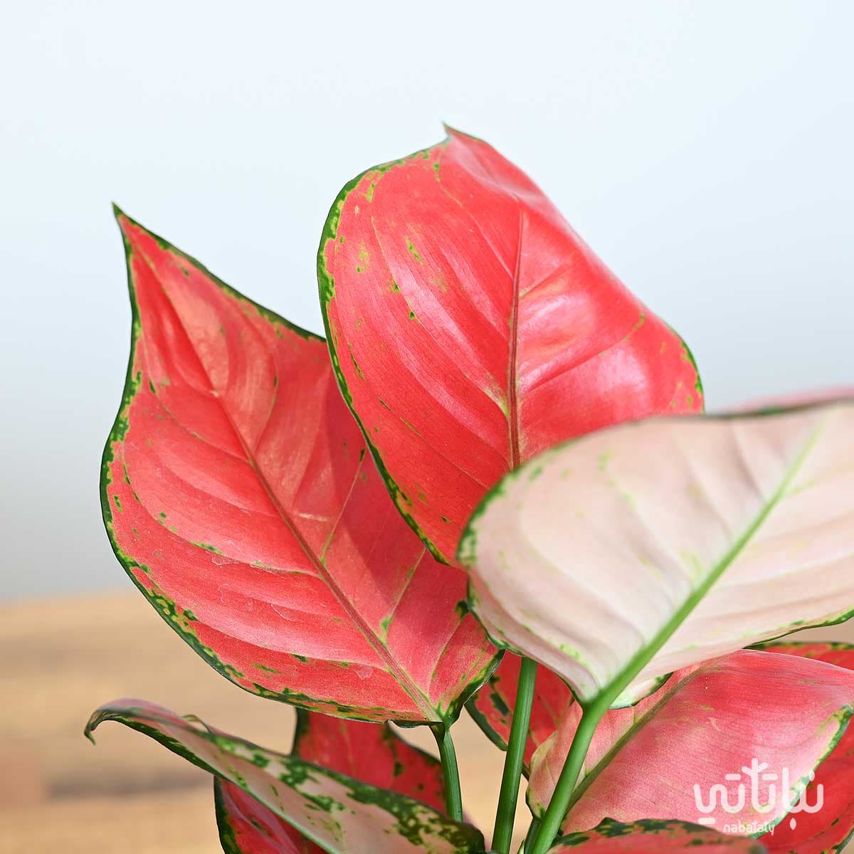 نبتة الاجلونيما الحمراء في اصيص سيراميك اسود 2