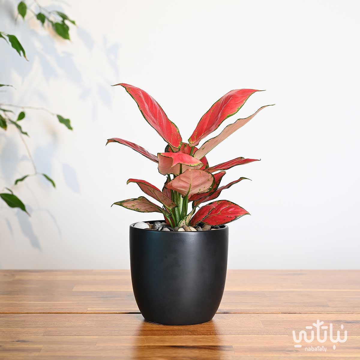 نبتة الاجلونيما الحمراء في اصيص سيراميك اسود 1