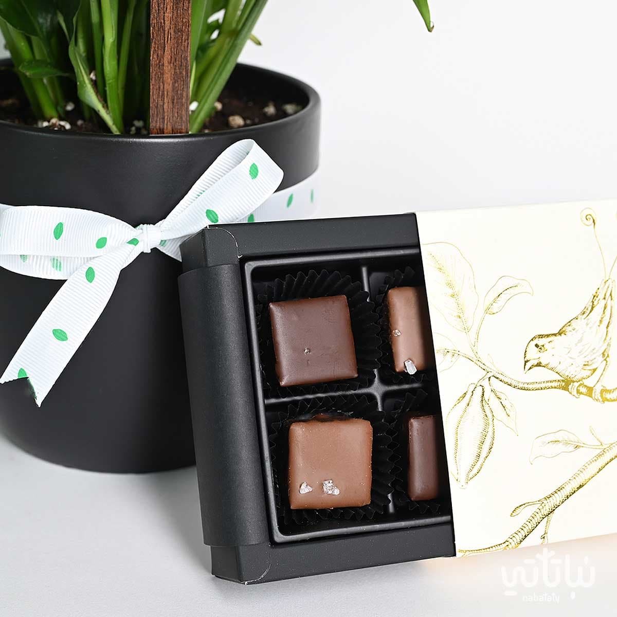 هدية قدامك العافية نبتة الاشرعة وتشوكلت أنوش 3