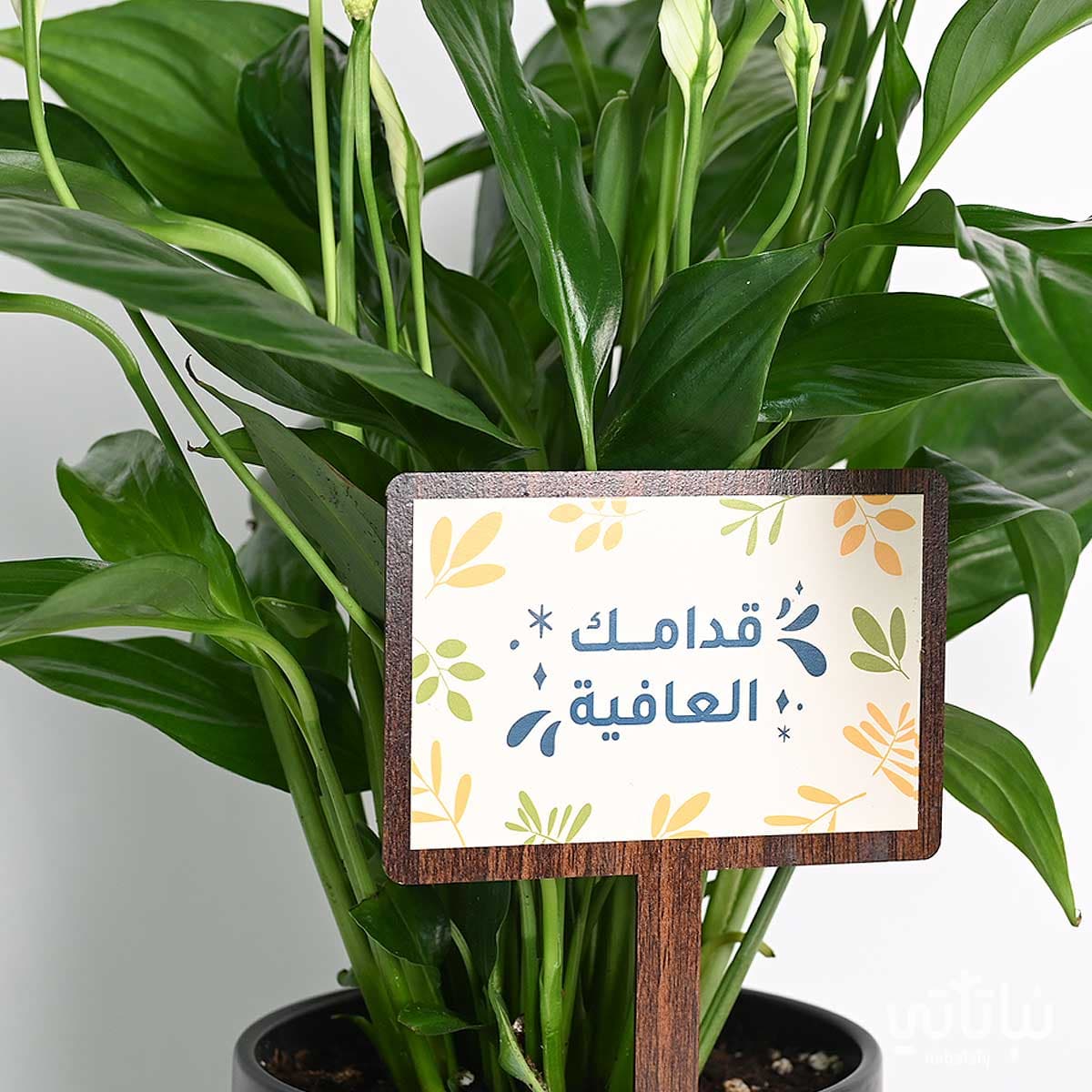 هدية قدامك العافية نبتة الاشرعة وتشوكلت أنوش 2