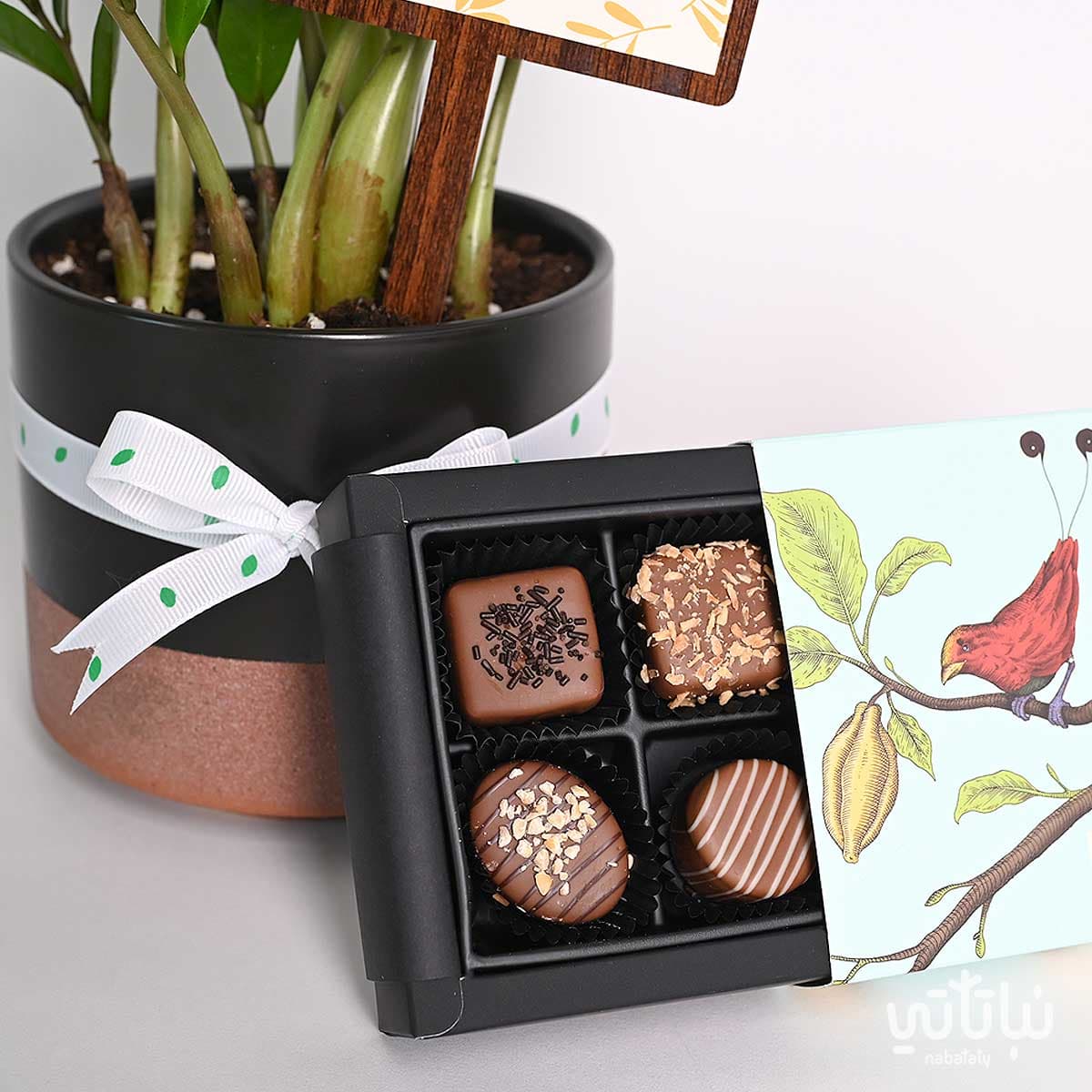هدية قدامك العافية نبتة الزاميا وتشوكلت أنوش 3