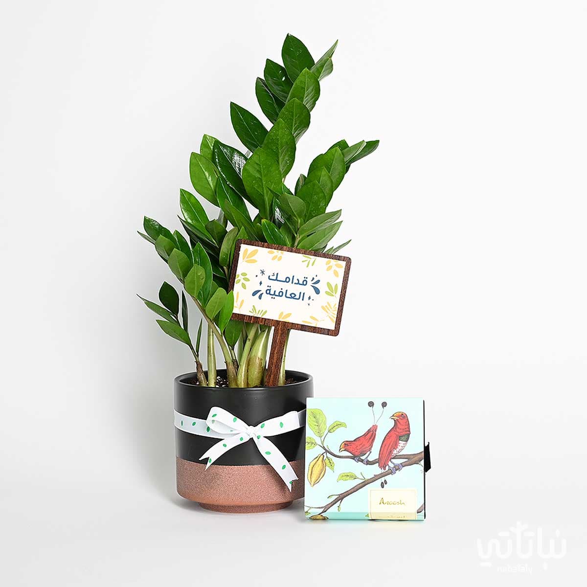 هدية قدامك العافية نبتة الزاميا وتشوكلت أنوش 1