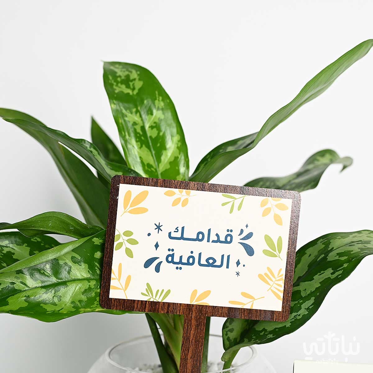 هدية قدامك العافية نبتة الاجلونيما وتشوكلت أنوش 2