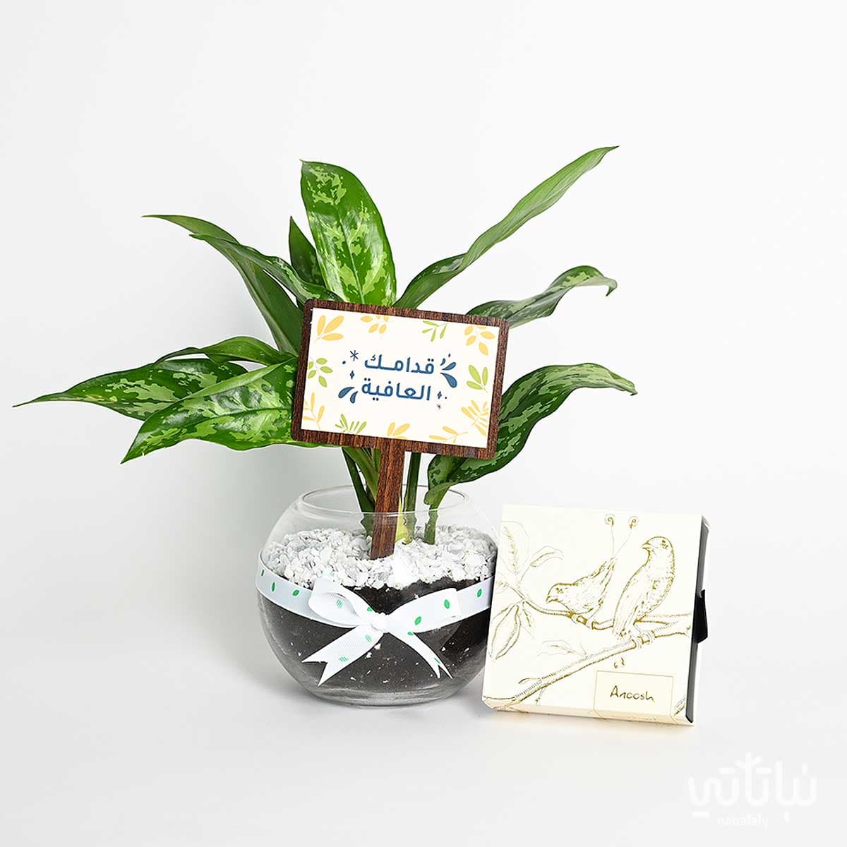 هدية قدامك العافية نبتة الاجلونيما وتشوكلت أنوش 1