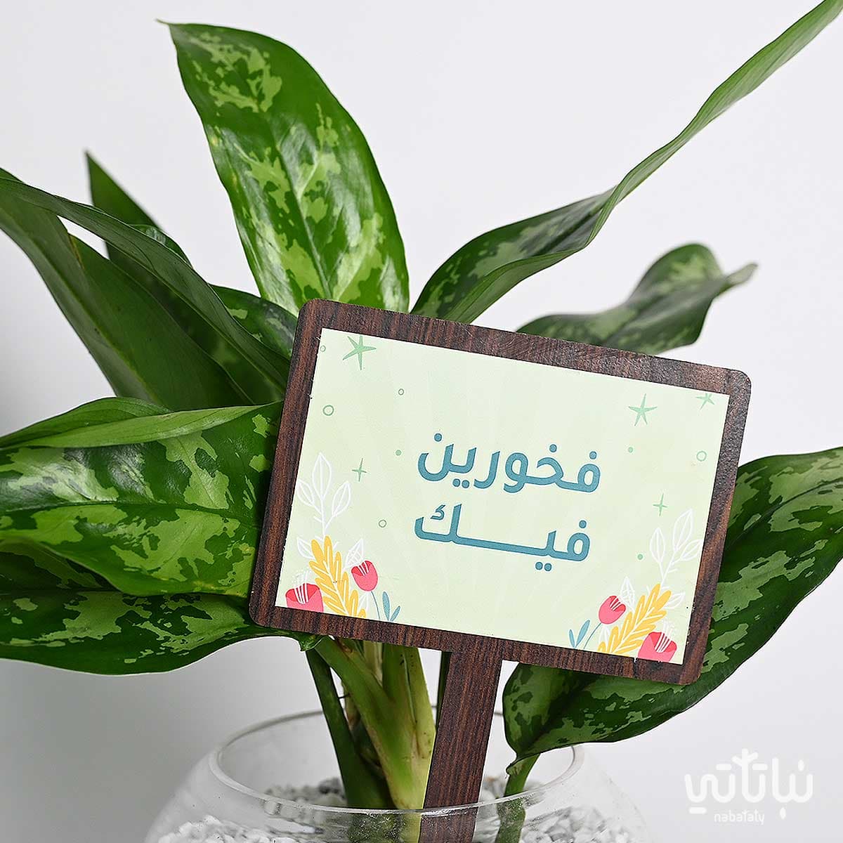 هدية فخورين فيك نبتة الاجلونيما و سبحة 2