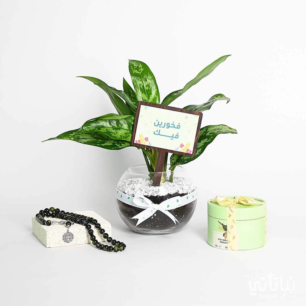 هدية فخورين فيك نبتة الاجلونيما و سبحة 1