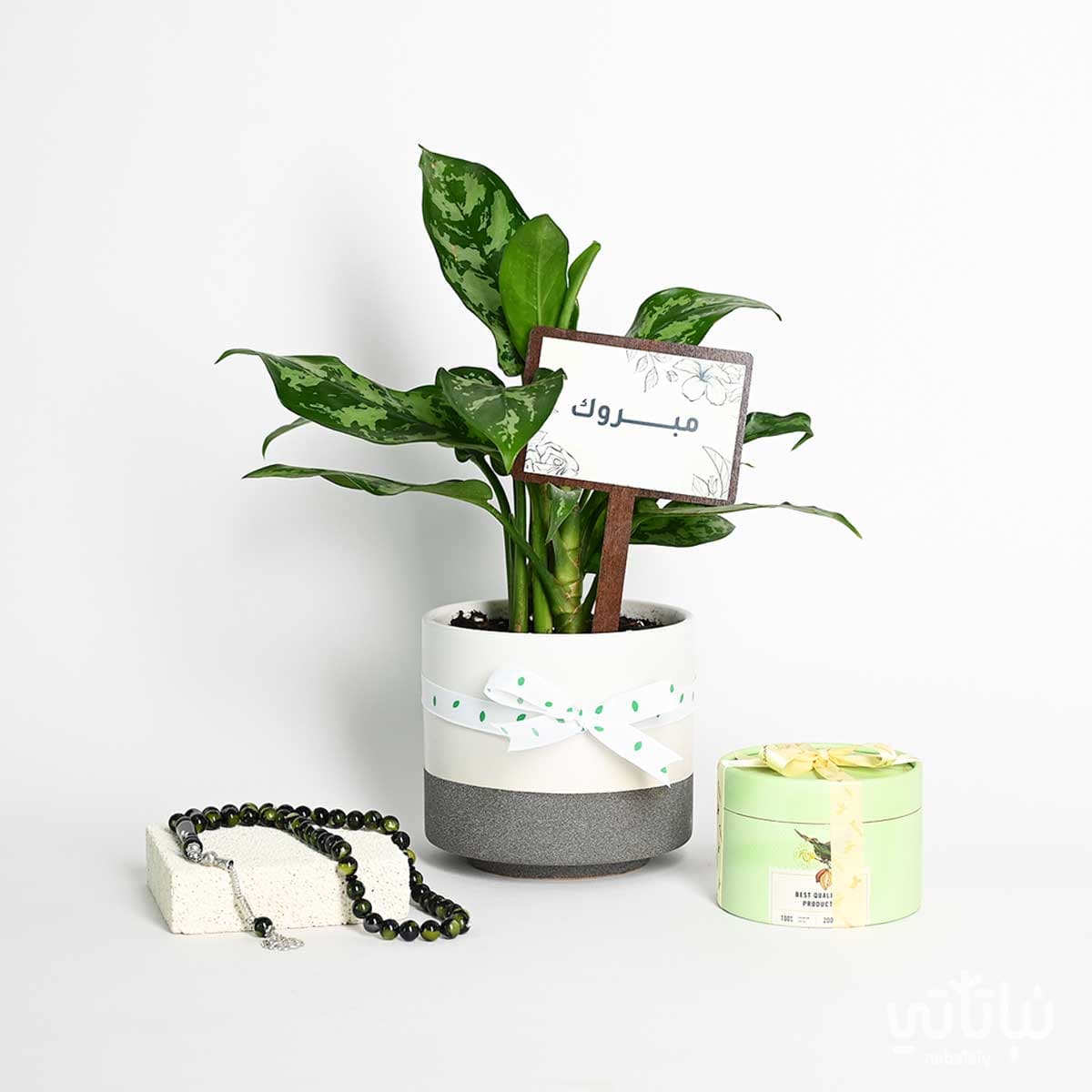 هدية مبروك نبتة الاجلونيما و سبحة 1