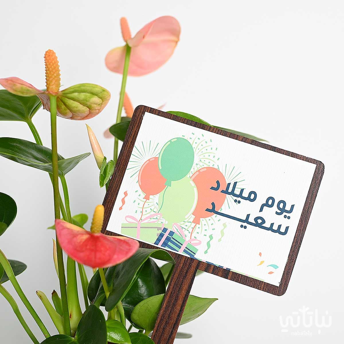 هدية يوم الميلاد نبتة الانتوريوم و سبحة 2