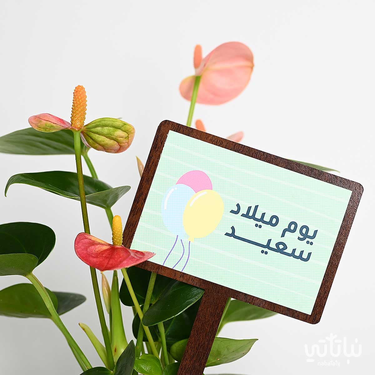 هدية يوم الميلاد نبتة الانتوريوم و سوار الطراز السلماني 2