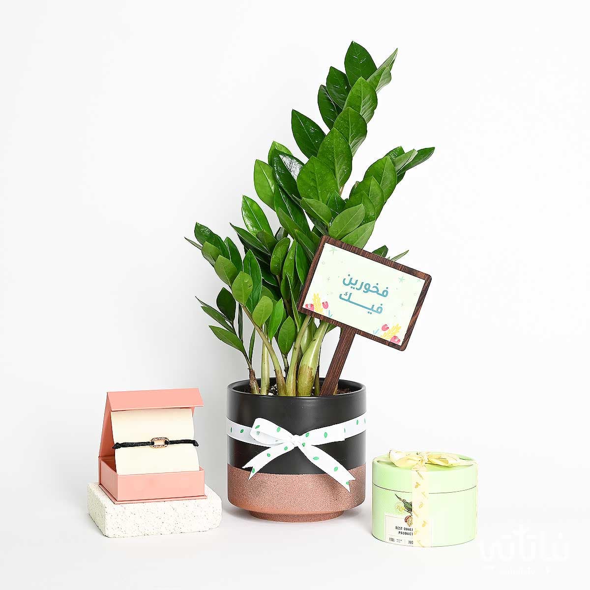 هدية فخورين فيك نبتة الزاميا و سوار الطراز السلماني