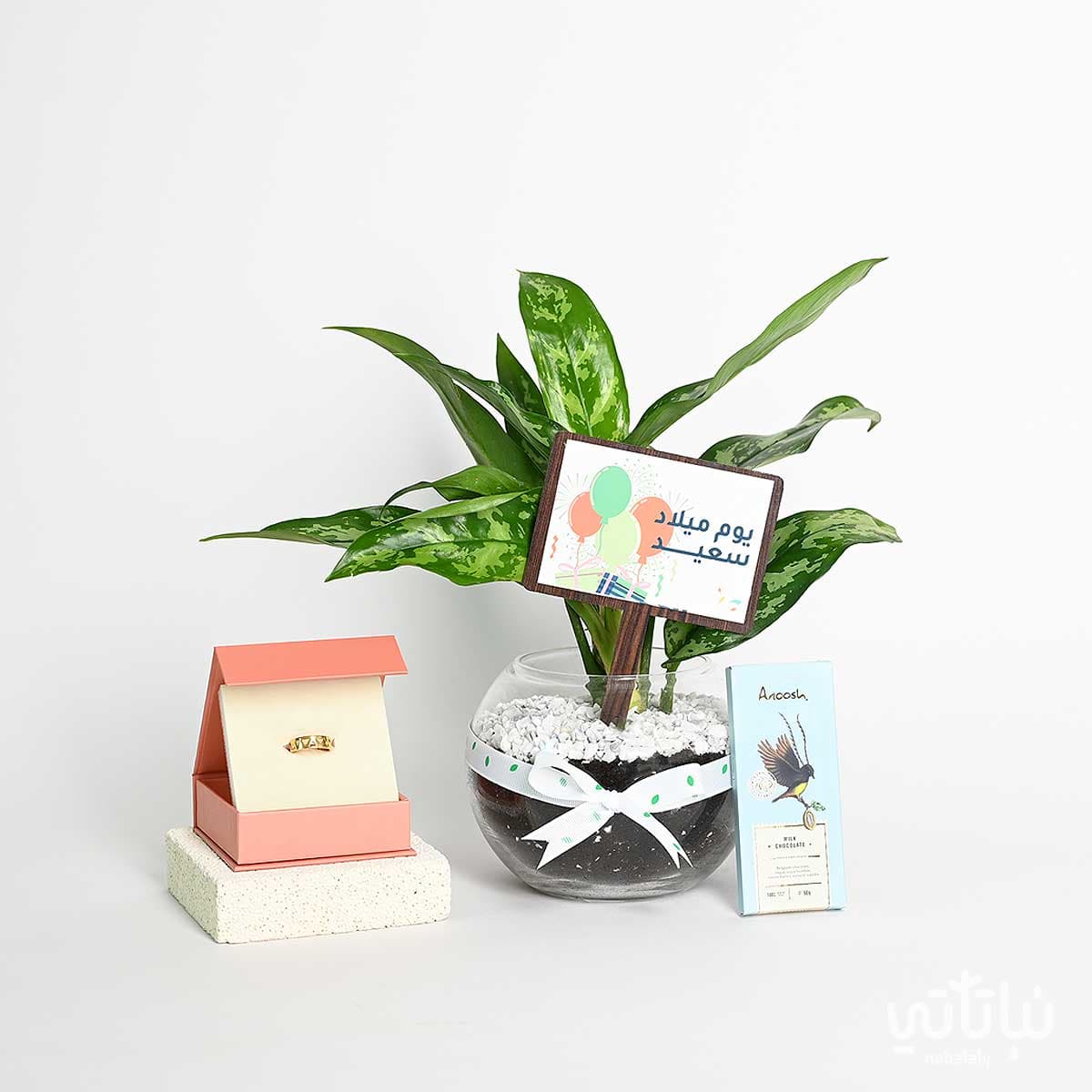 هدية يوم الميلاد نبتة الاجلونيما و خاتم الطراز السلماني