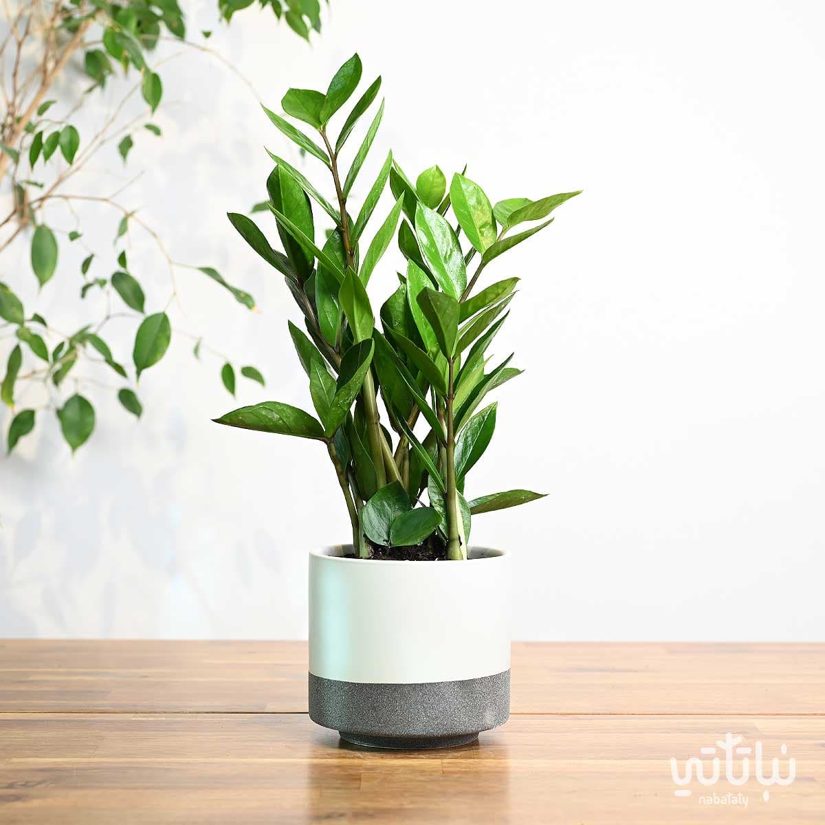 نبتة زاميا في اصيص سيراميك ابيض