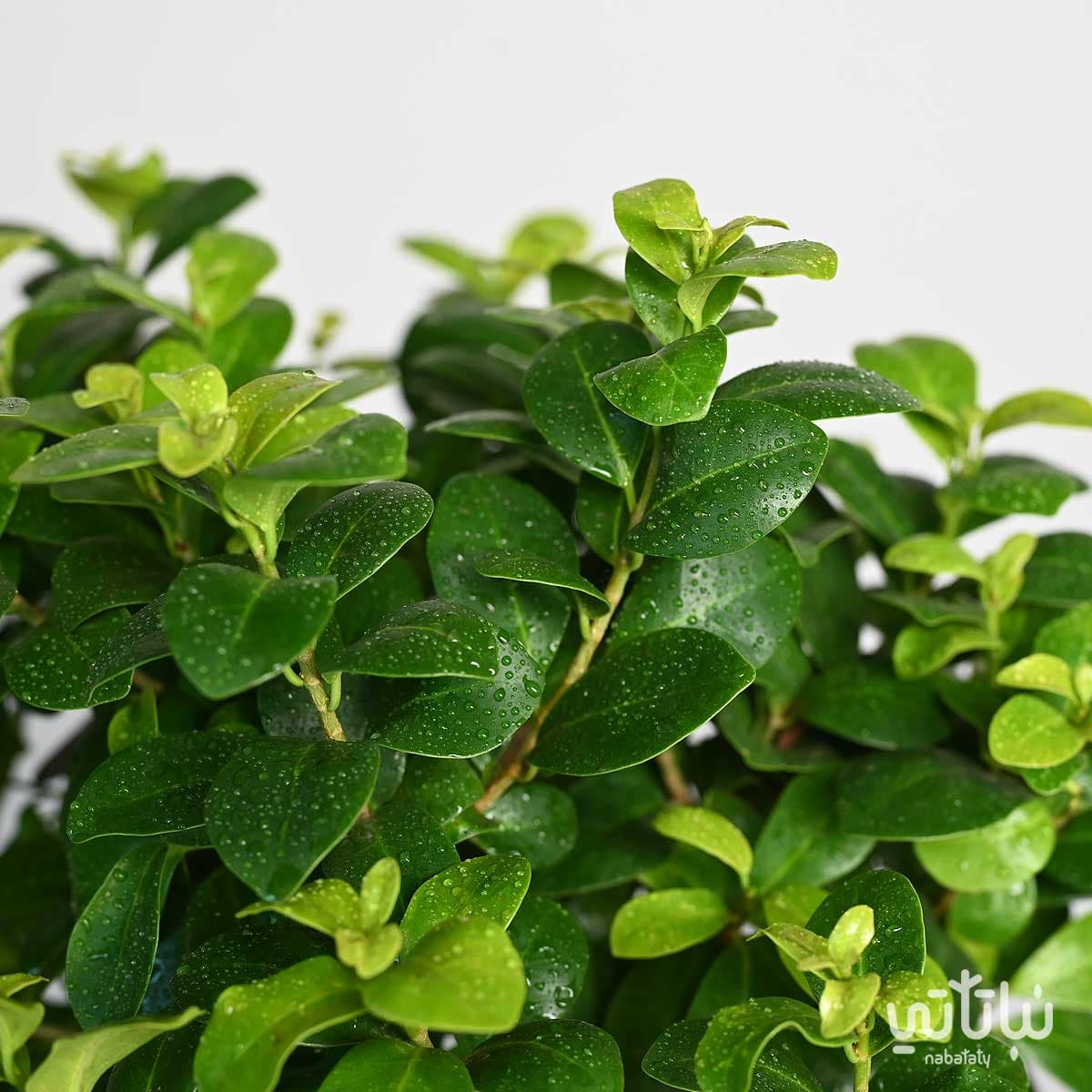 نبتة بونساي في اصيص زجاجي 2