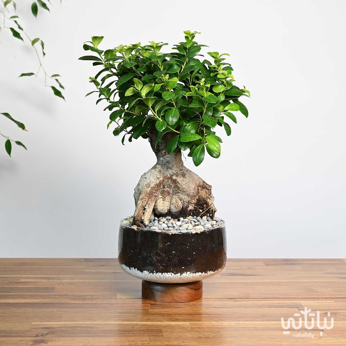 نبتة بونساي في اصيص زجاجي