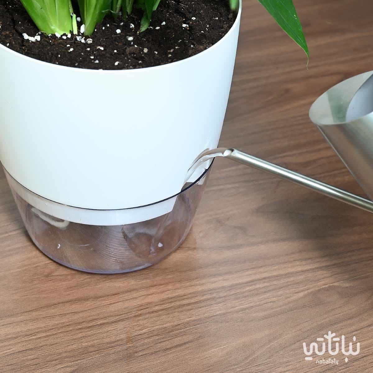 نبتة الاشرعة البيضاء كبيرة في حوض شفاف ذاتي الري ابيض 2