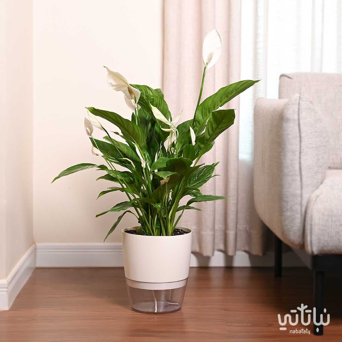 نبتة الاشرعة البيضاء كبيرة في حوض شفاف ذاتي الري ابيض