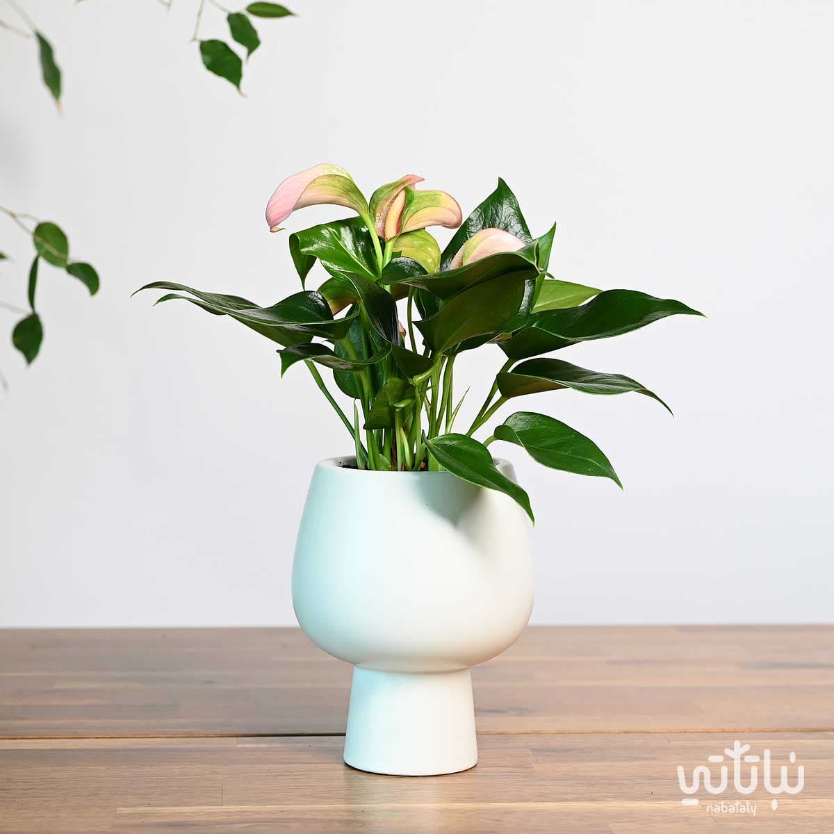 نبتة انتوريوم ازهار وردية في اصيص سيراميك ابيض 1