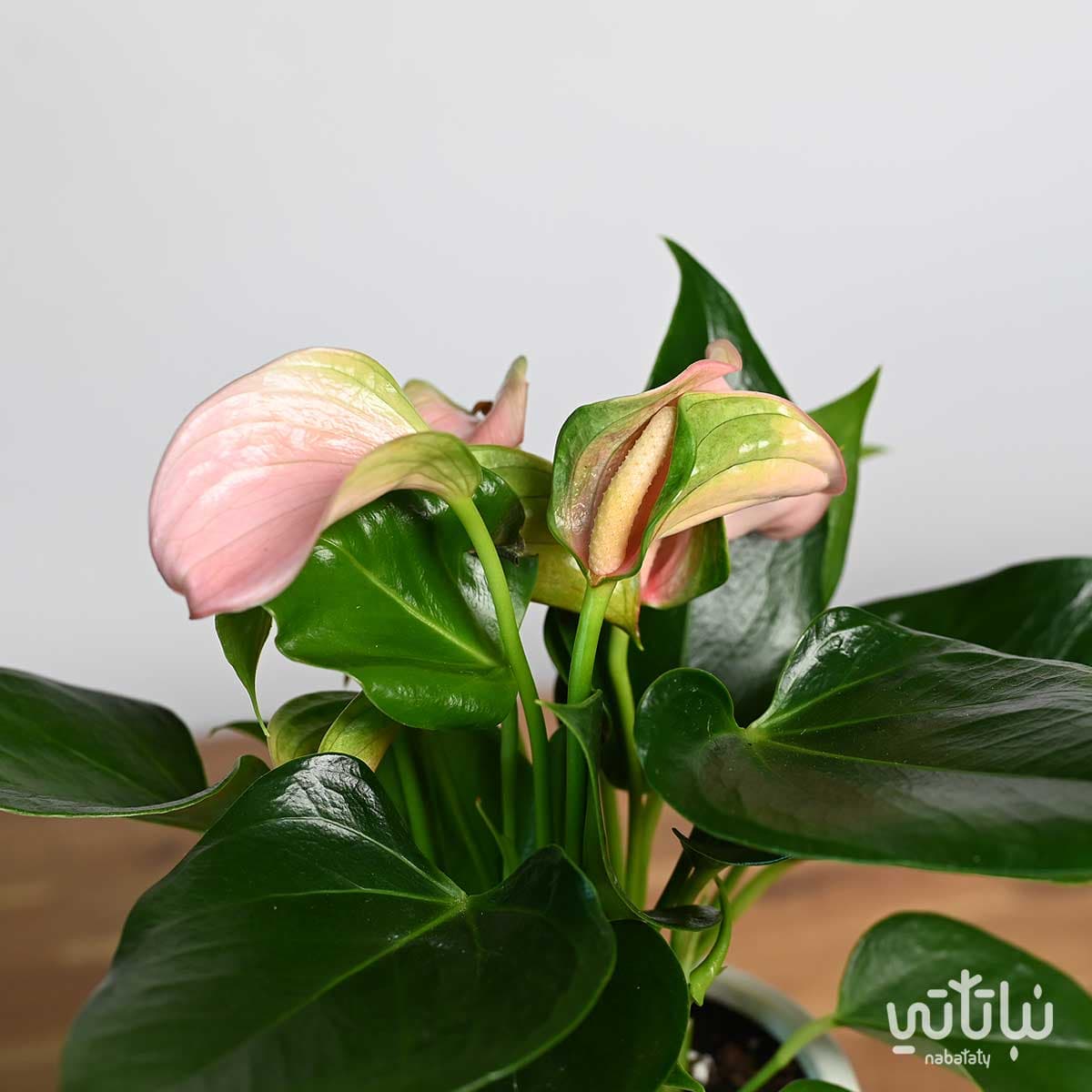 نبتة انتوريوم ازهار وردية في اصيص سيراميك ابيض 3